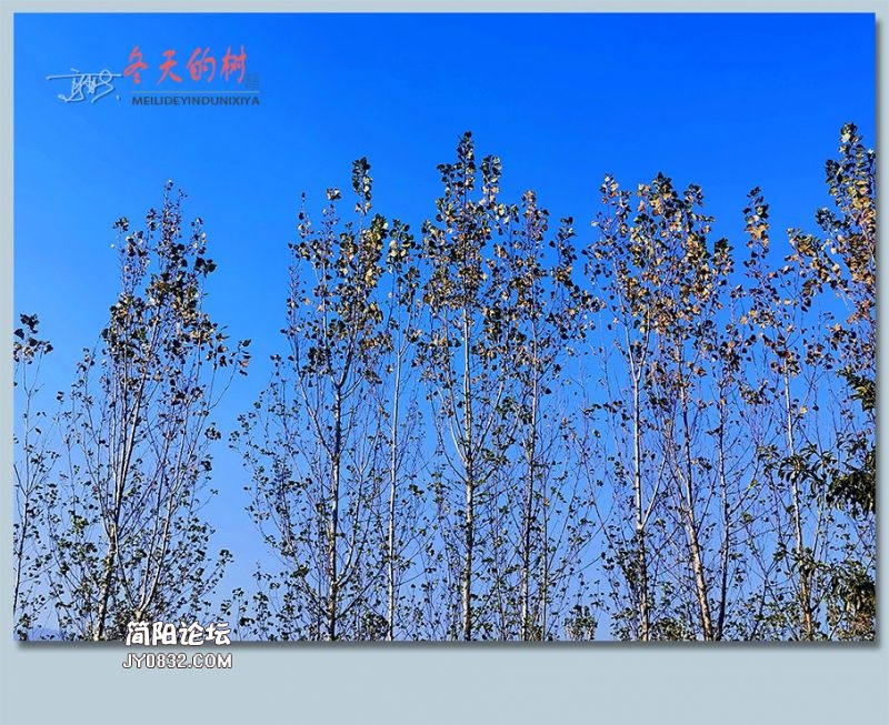 冬天的树——14.jpg