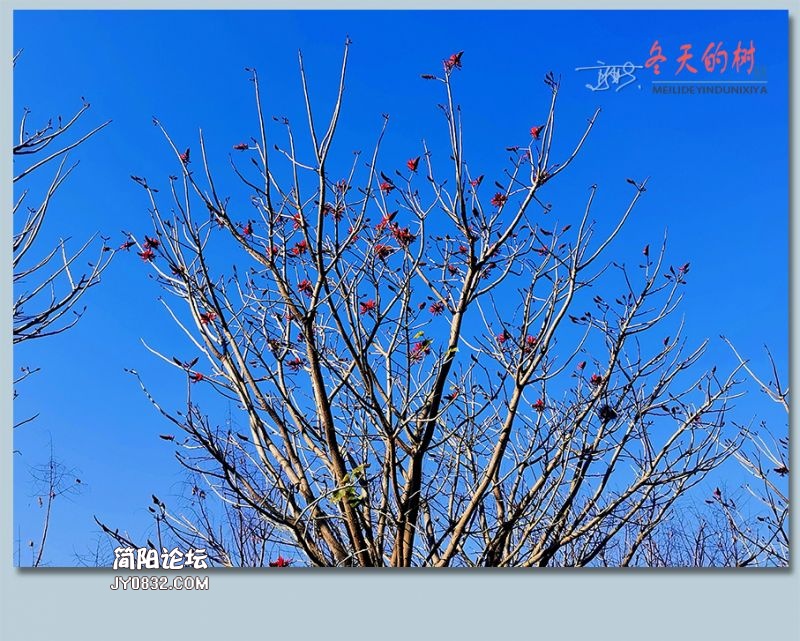 冬天的树——15.jpg