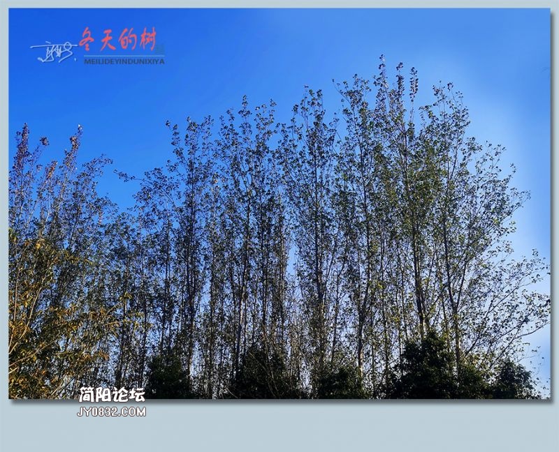 冬天的树——17.jpg
