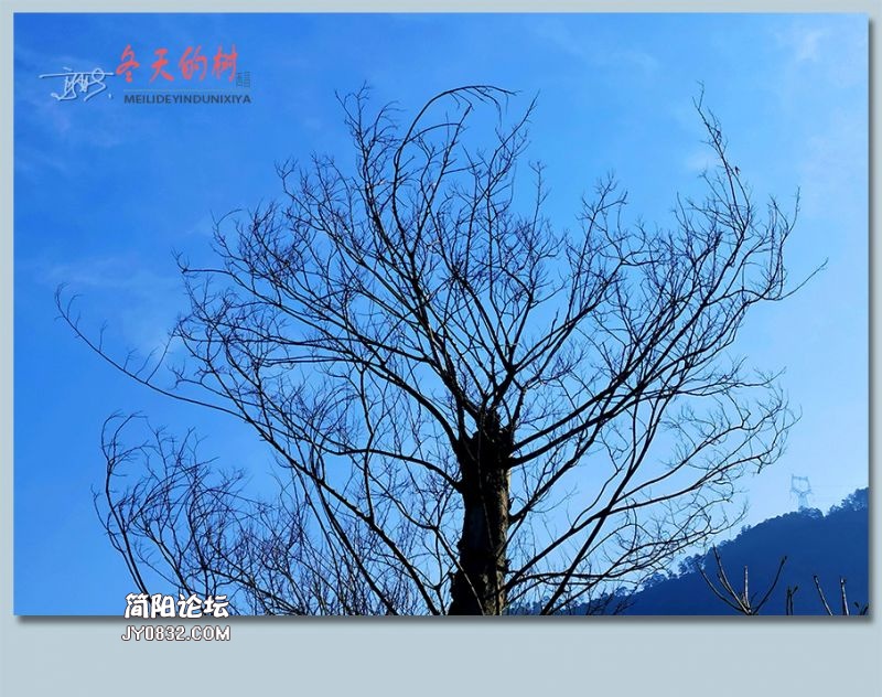 冬天的树——31.jpg
