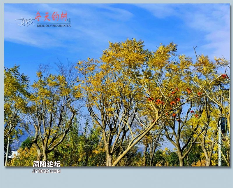 冬天的树——33.jpg