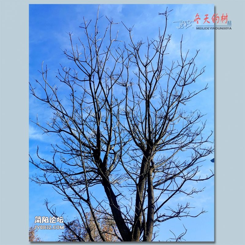 冬天的树——35.jpg