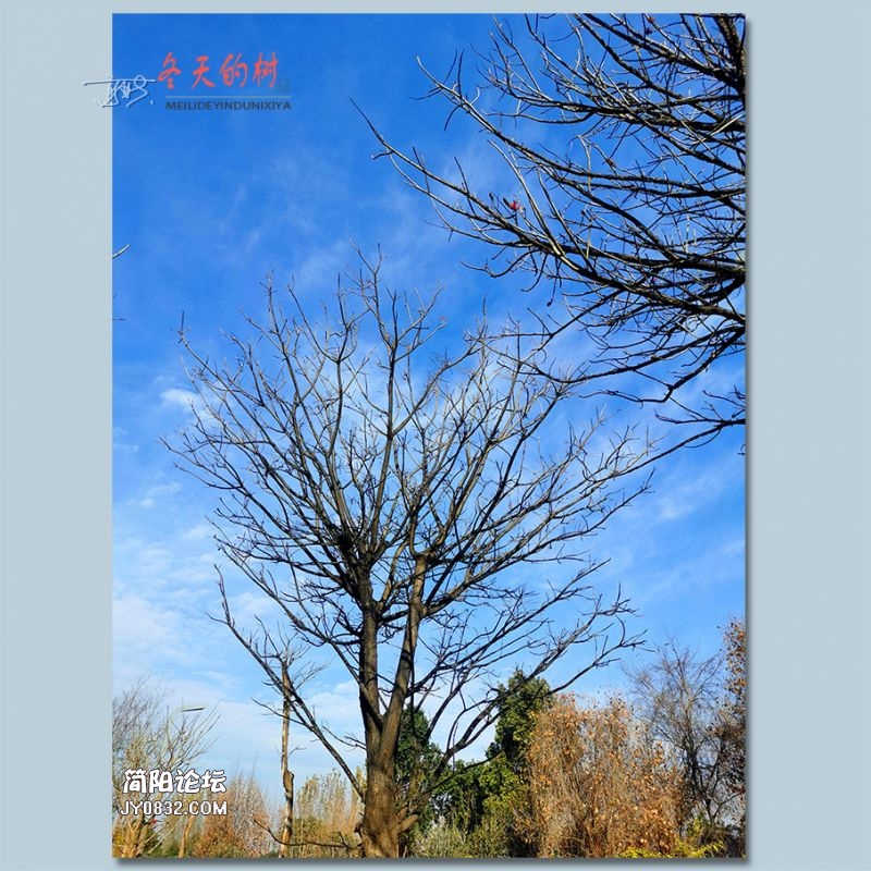 冬天的树——36.jpg