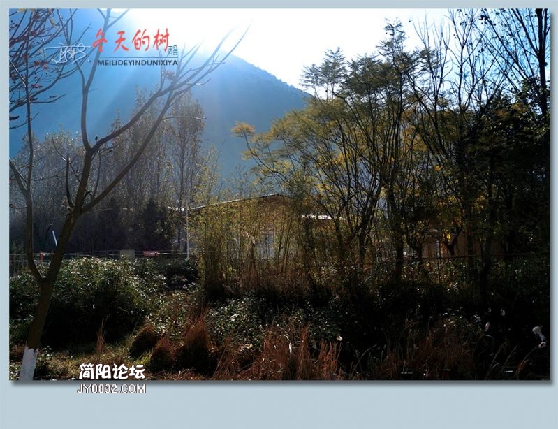 冬天的树——41.jpg