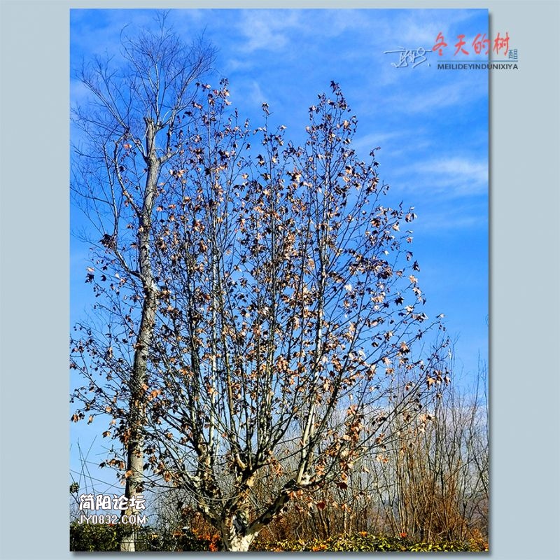 冬天的树——42.jpg
