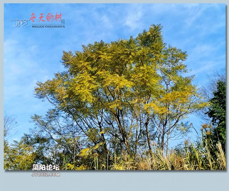 冬天的树——44.jpg