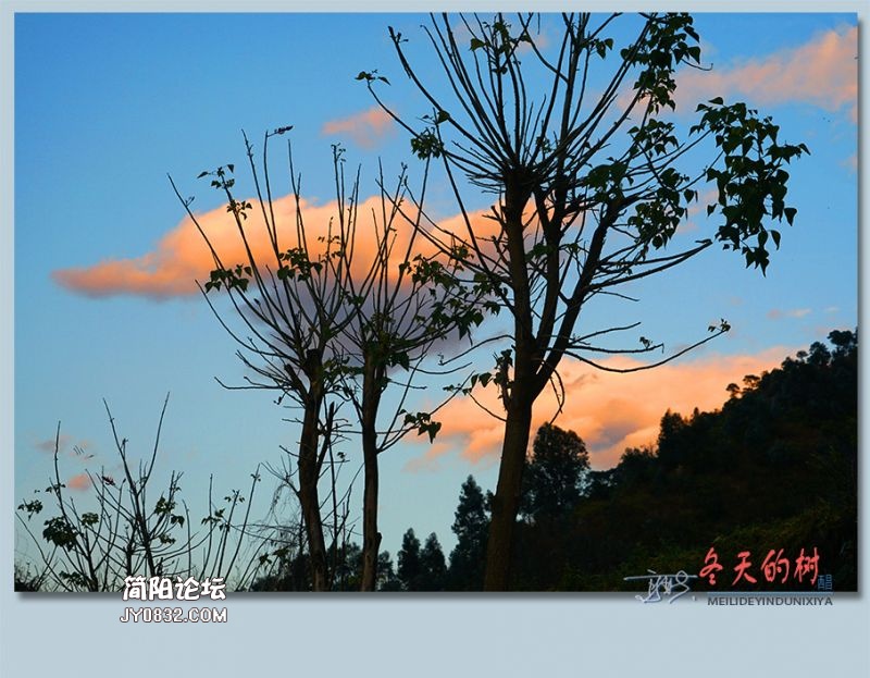 冬天的树——50.jpg