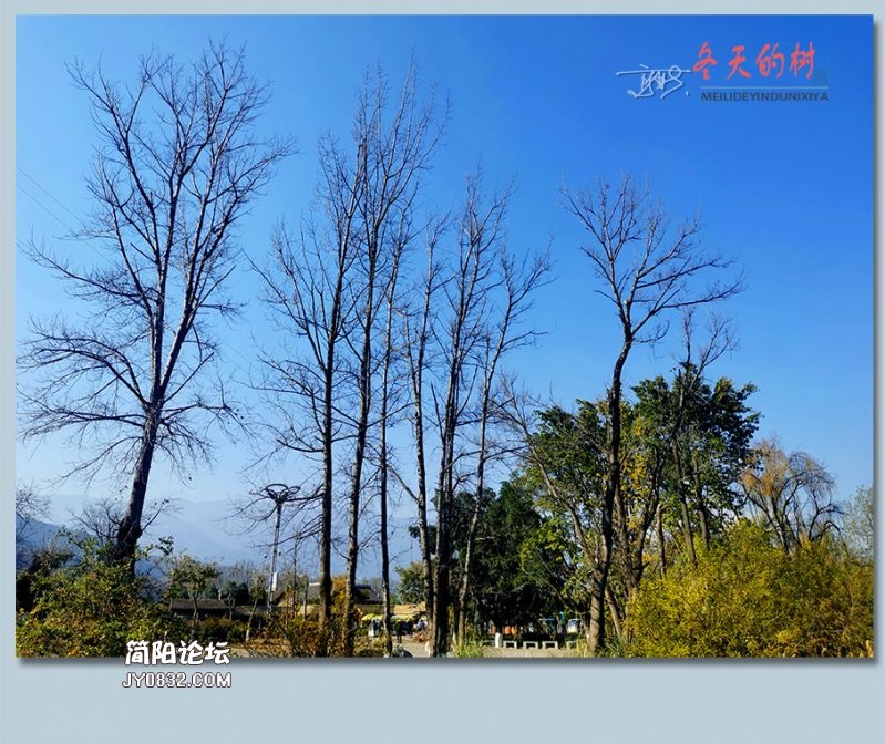 冬天的树——04.jpg