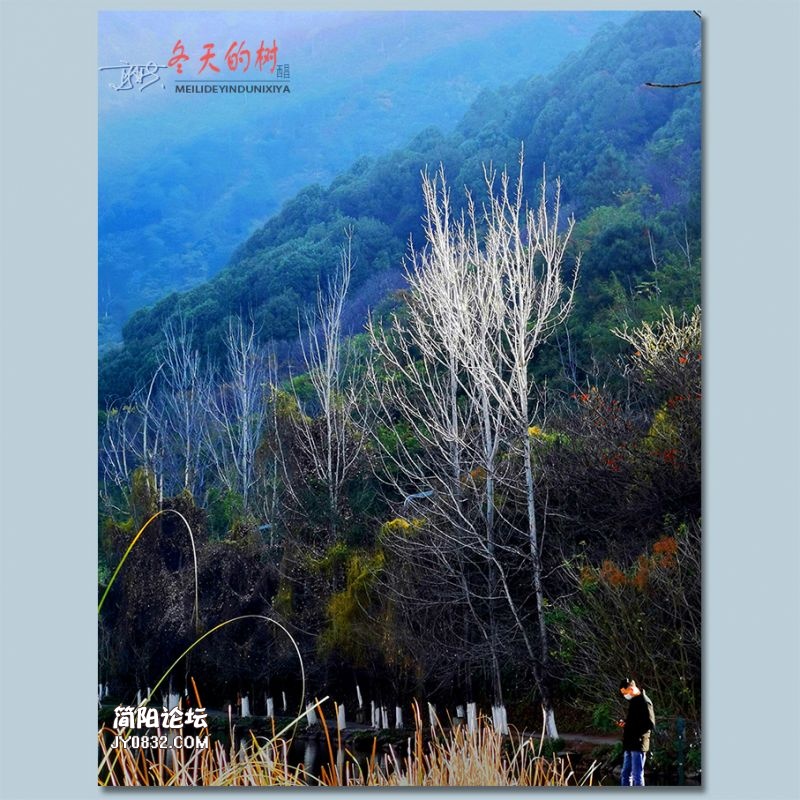 冬天的树——08.jpg