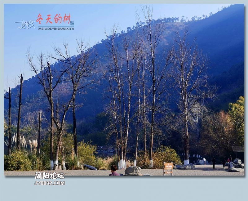 冬天的树——09.jpg