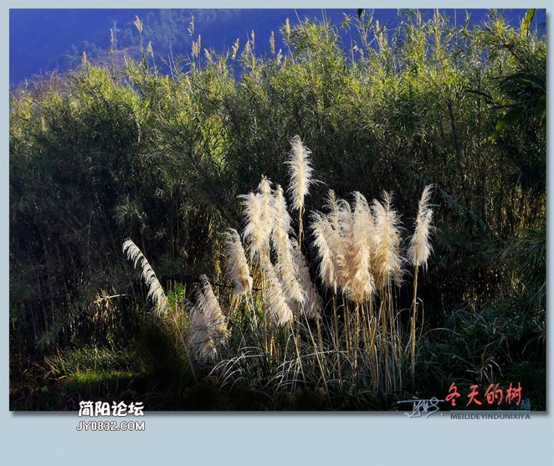 冬天的树——12.jpg