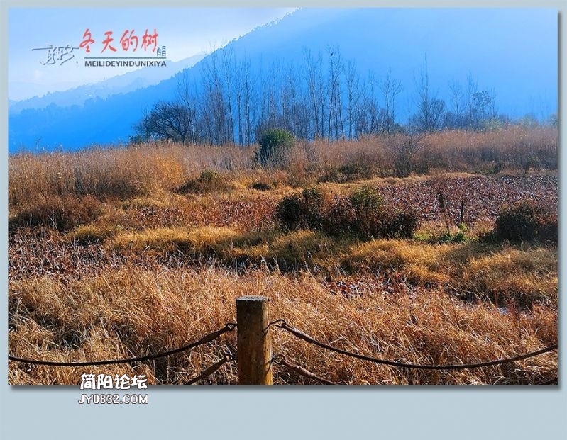 冬天的树——18.jpg