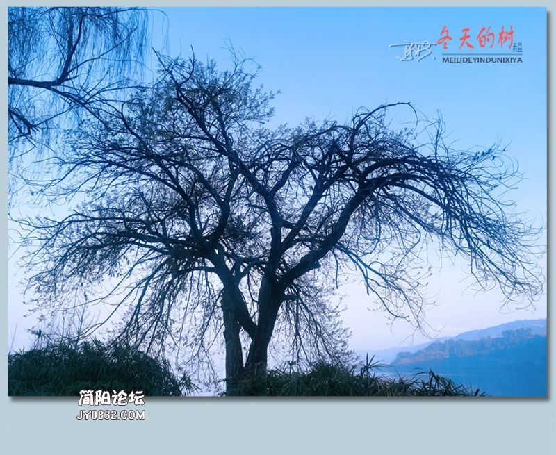 冬天的树——20.jpg
