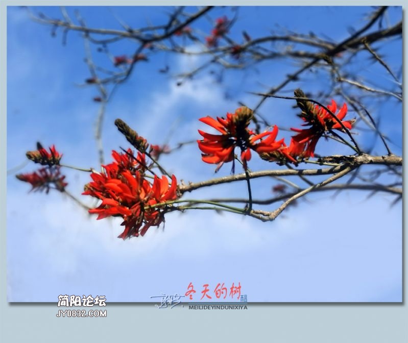 冬天的树——26.jpg