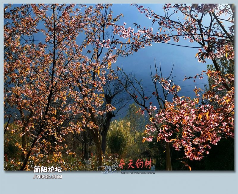 冬天的树——29.jpg