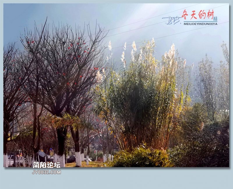 冬天的树——34.jpg