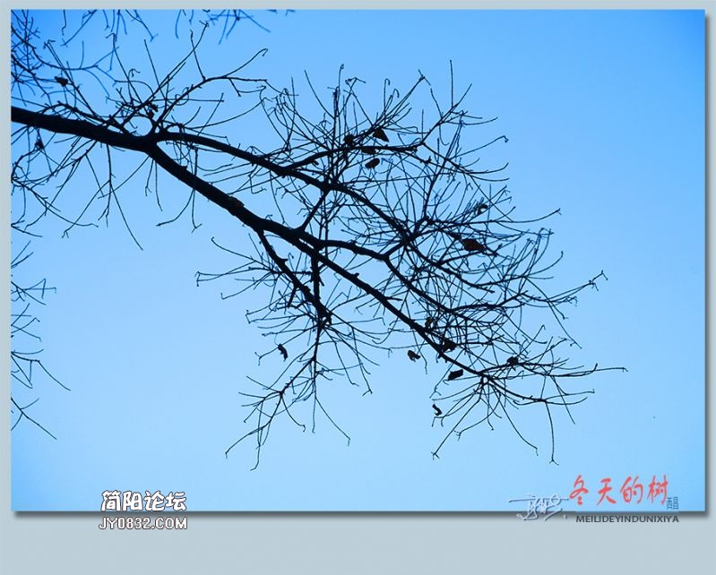 冬天的树——52.jpg
