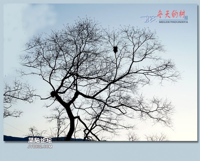 冬天的树——54.jpg