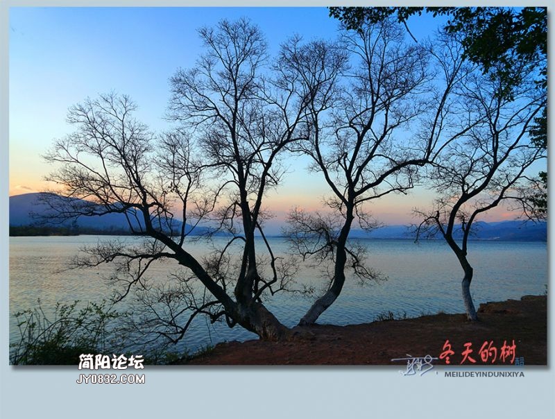 冬天的树——55.jpg