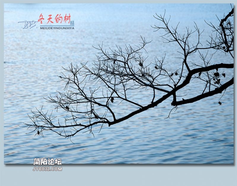 冬天的树——57.jpg