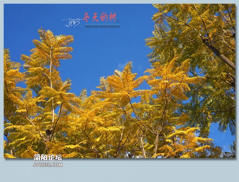 冬天的树——63.jpg