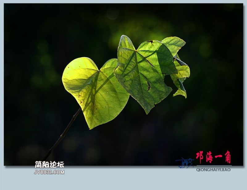 邛海一角——26.jpg