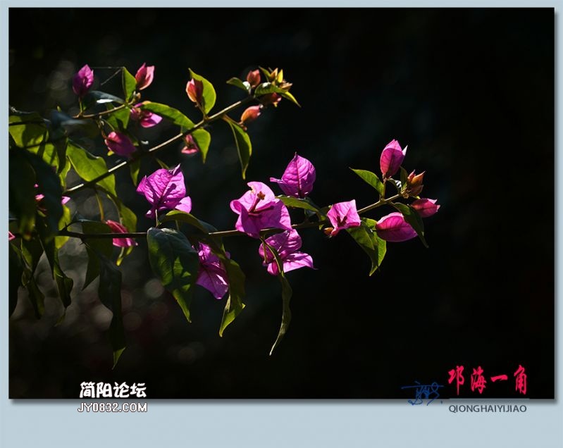 邛海一角——40.jpg