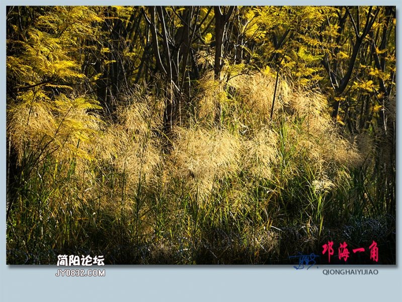 邛海一角——46.jpg