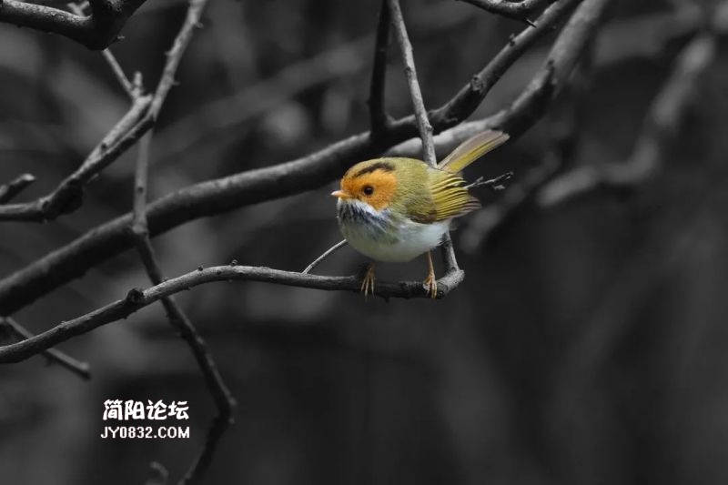 棕脸鹟莺--陶继.jpg