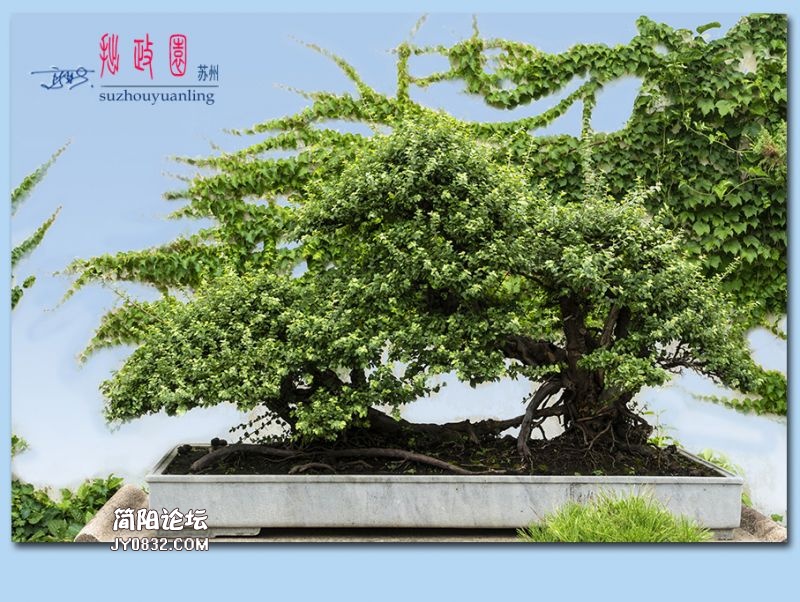 拙政园——11.jpg