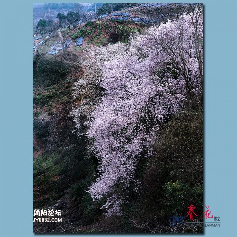 春花——01.jpg