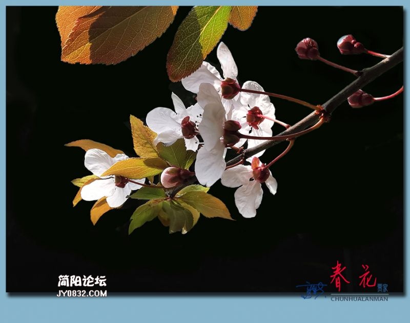 春花——03.jpg