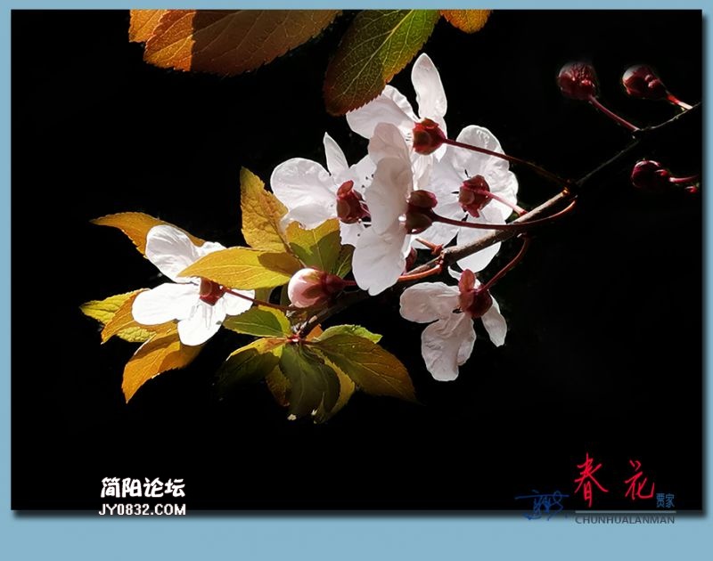 春花——08.jpg