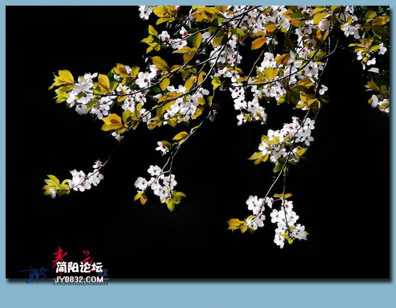 春花——05.jpg