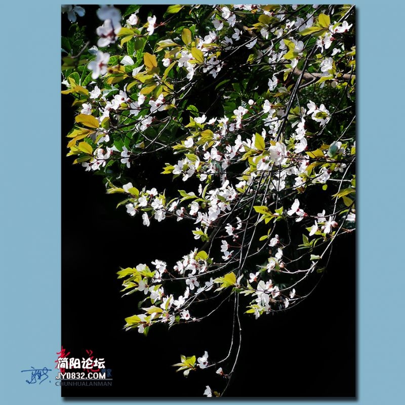 春花——06.jpg