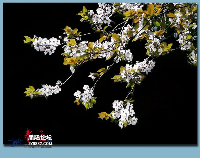 春花——10.jpg