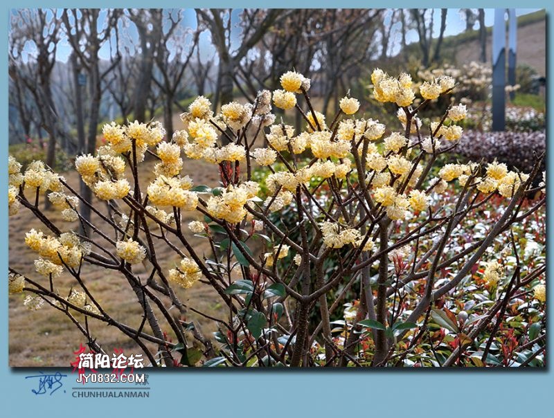 春花——12.jpg