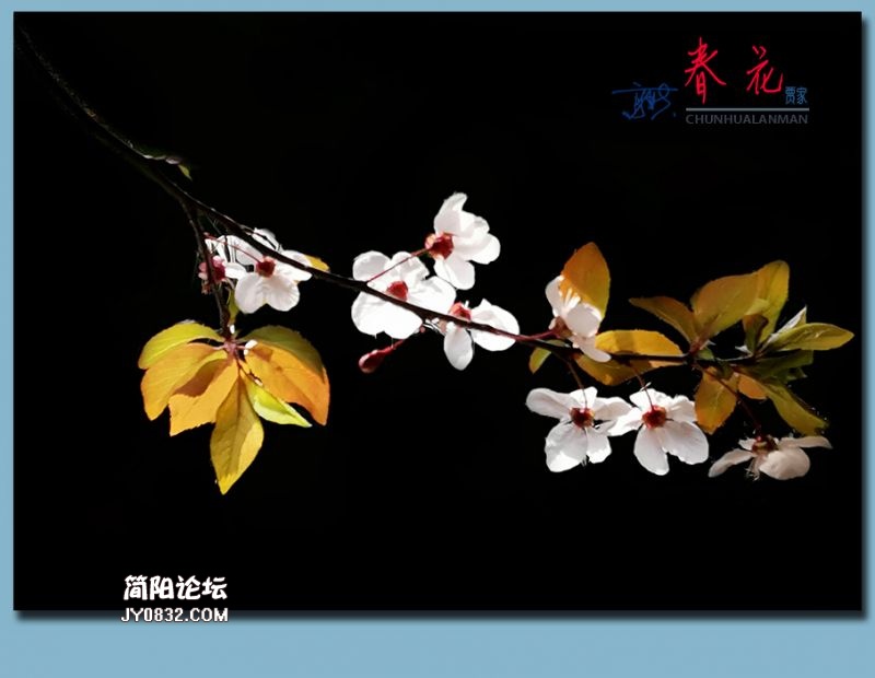 春花——09.jpg