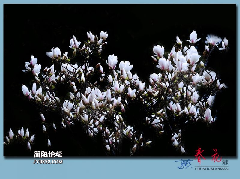 春花——11.jpg