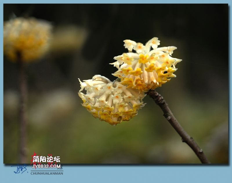 春花——13.jpg