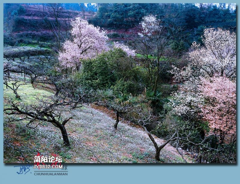 春花——17.jpg