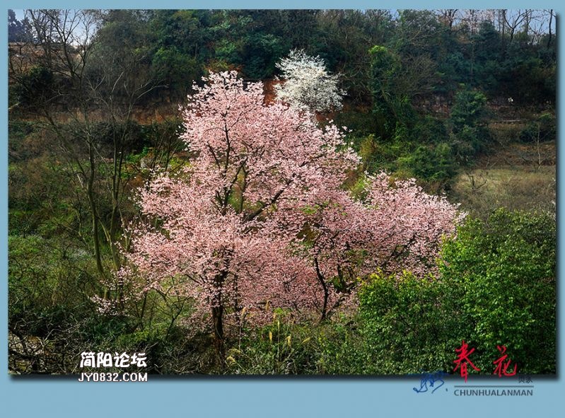 春花——21.jpg