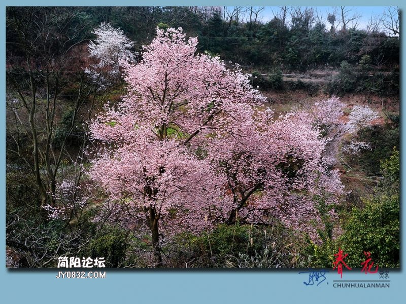 春花——22.jpg