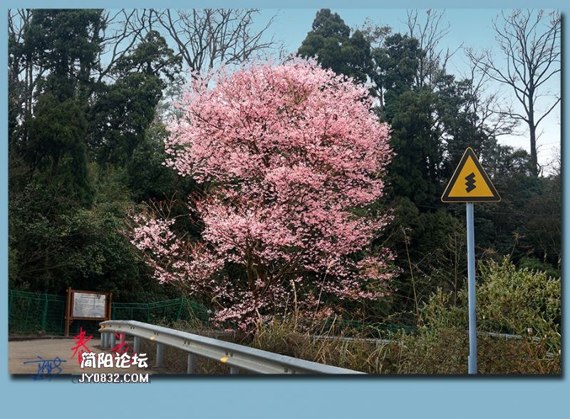 春花——26.jpg