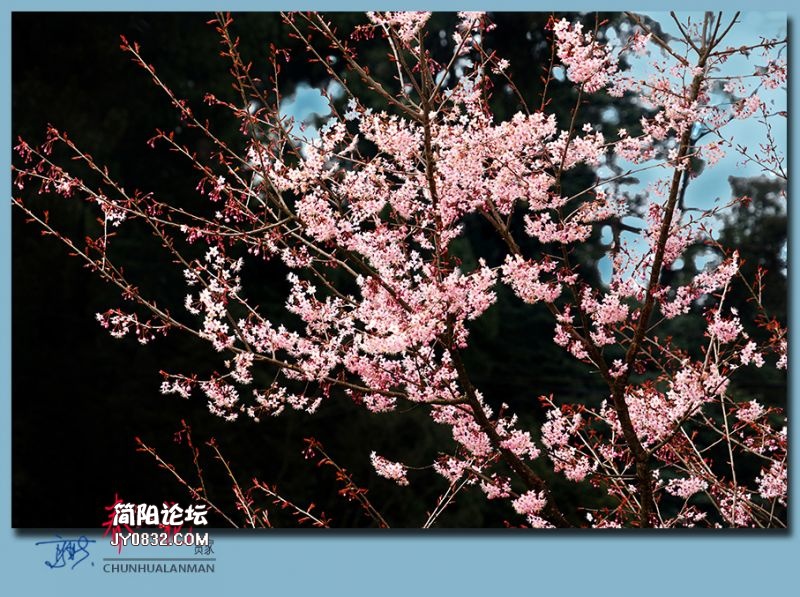 春花——25.jpg