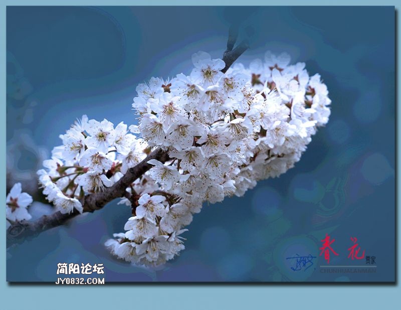 春花——28.jpg