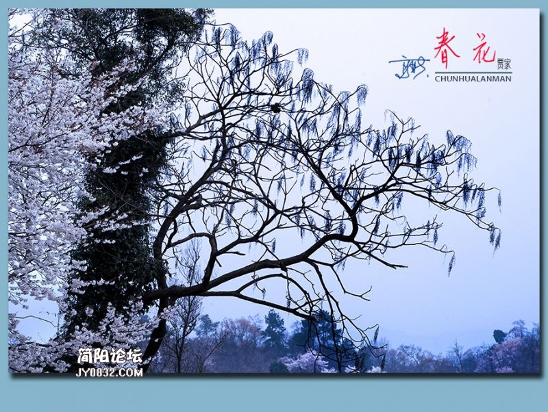春花——29.jpg