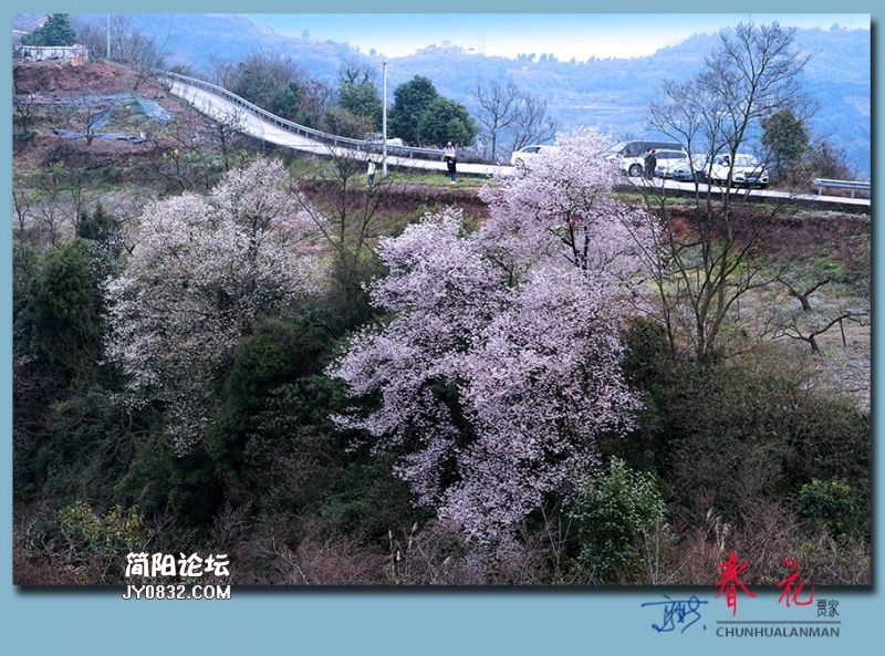 春花——30.jpg