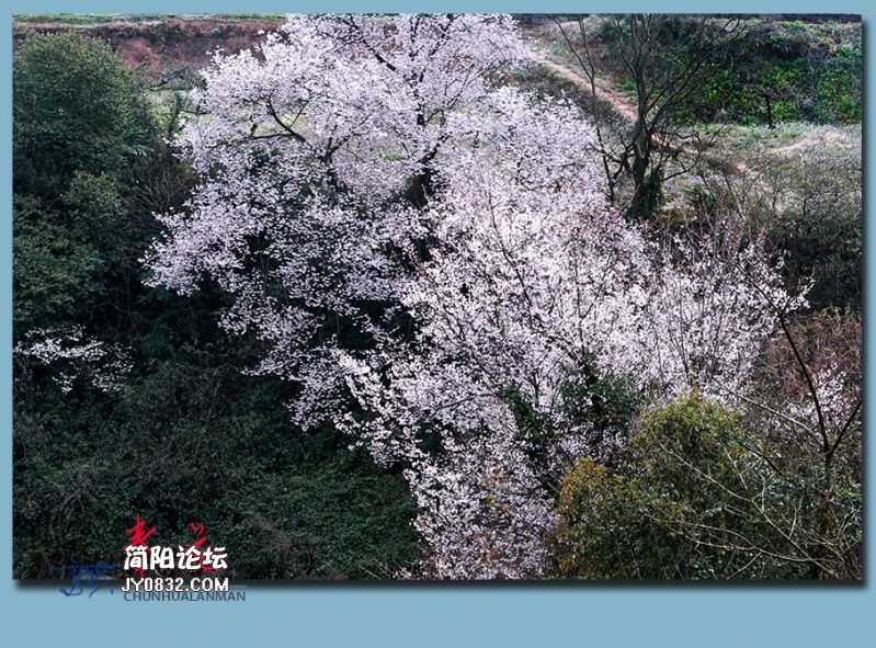 春花——32.jpg