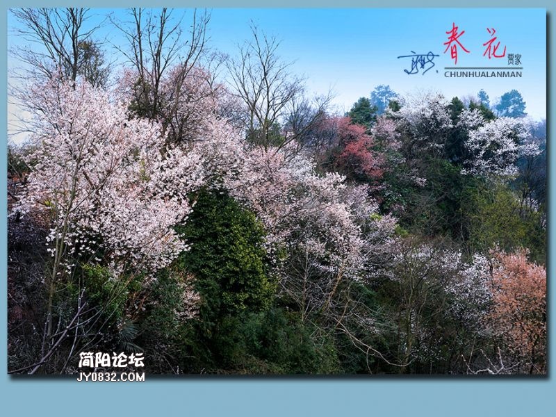 春花——33.jpg